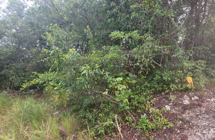 Terrain de 4936 M2 avec la moitié constructible — photo 2