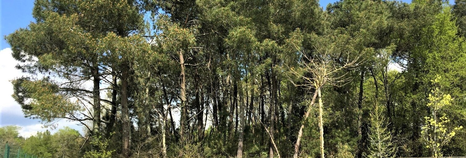 Terrain  590 m² à vendre à Bussac-Forêt (17210)