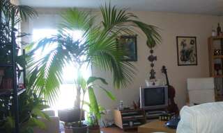 Appartement 1 Pièce 11 m² à louer à Toulouse (31000)