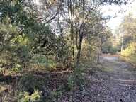 TERRAIN VÉGÉTALISÉ - ROQUEFORT-LES-PINS — photo 2
