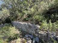TERRAIN VÉGÉTALISÉ - ROQUEFORT-LES-PINS — photo 3