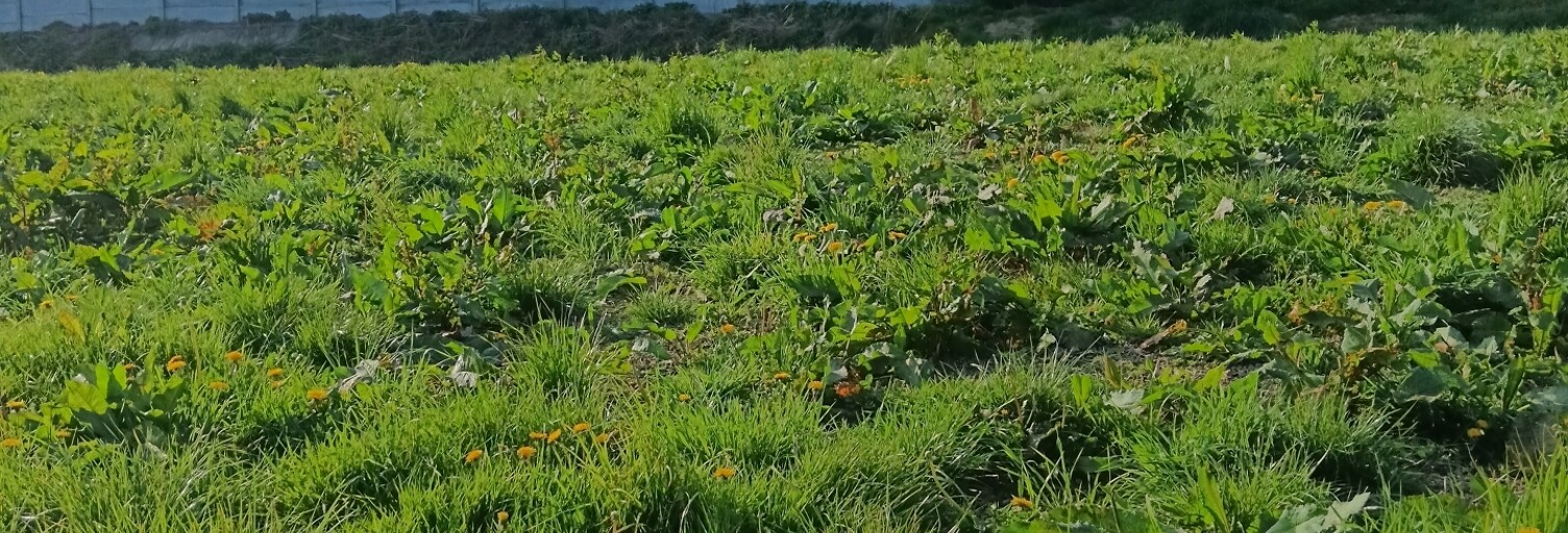 Terrain  465 m² à vendre à Saint-Jean-d'Elle (50810)