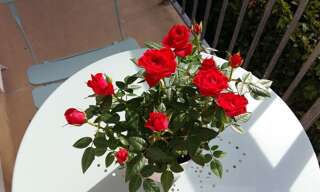 Appartement 1 Pièce 12 m² à louer à Bougival (78380)