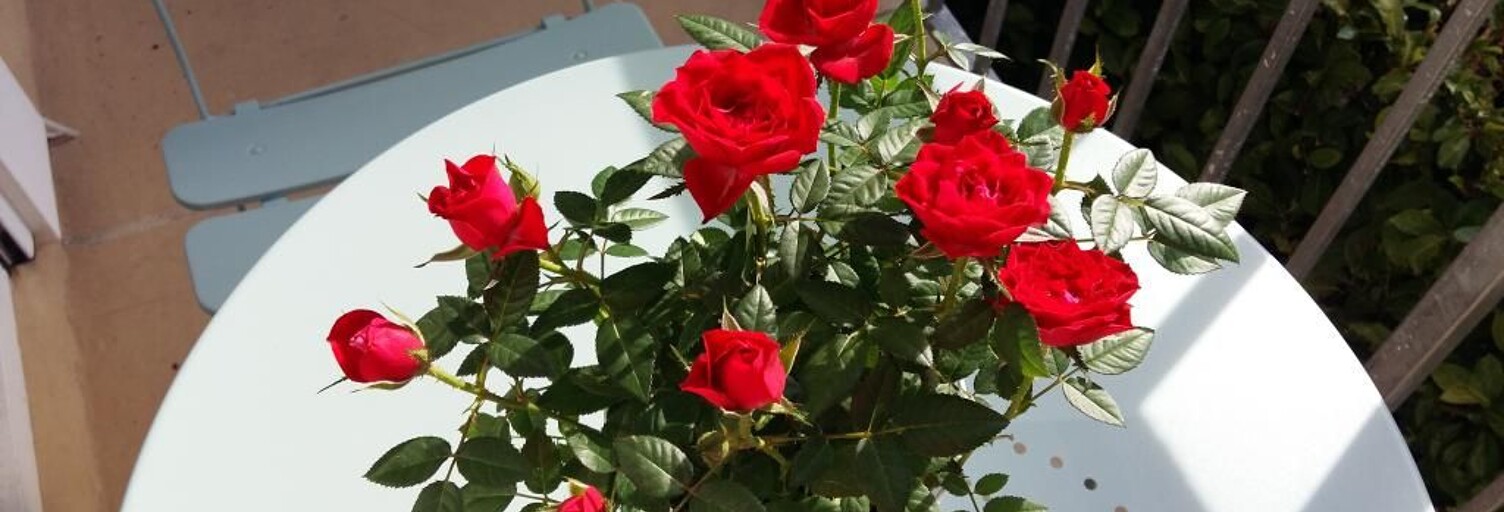 Appartement 1 Pièce 12 m² à louer à Bougival (78380)