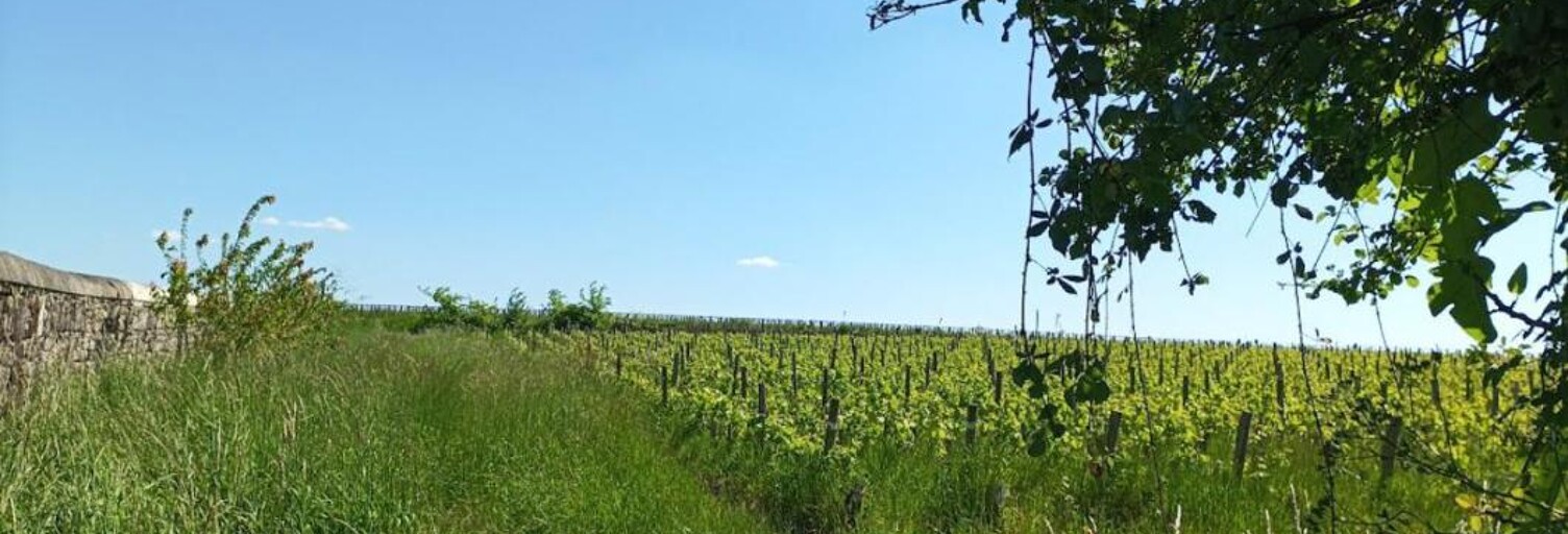 Terrain 432 m² à construire Margaux-Cantenac (33460)