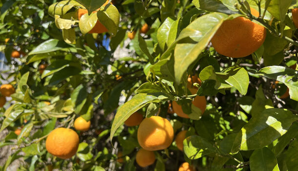 Villa / Maison 5 pièces  à vendre Arles-sur-Tech 66150