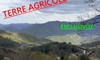 Terrain   m² à vendre à Venaco (20231)
