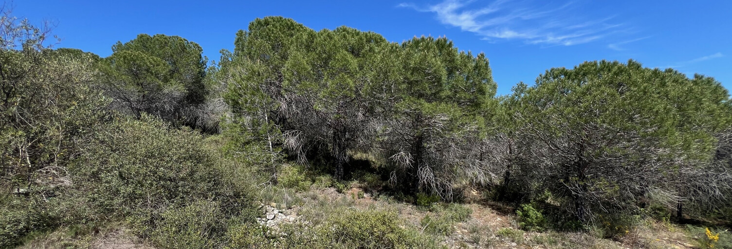 Terrain  2440 m² à vendre à La Livinière (34210)