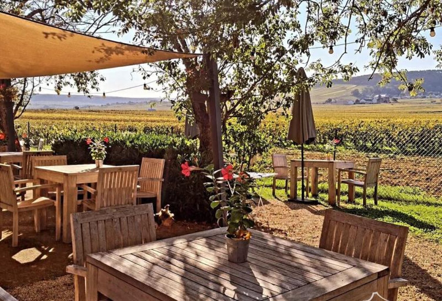 Superbe restaurant avec logement privé dans les vignes de la — photo 1