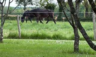 Maison 7 Pièces 135 m² à vendre à Cellefrouin (16260)