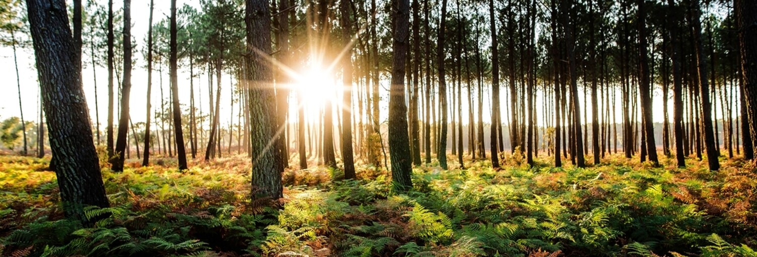 Appartement neuf T2, T3 Pièce 36 à 61 m² à vendre à Soustons (40140)