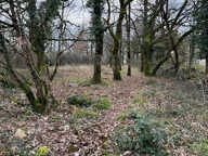 Terrain constructible de 5030 m2 — photo 4