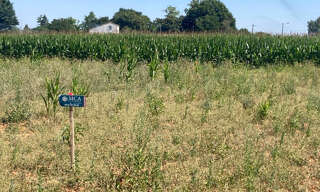 Terrain  630 m² à vendre à Balanzac (17600)