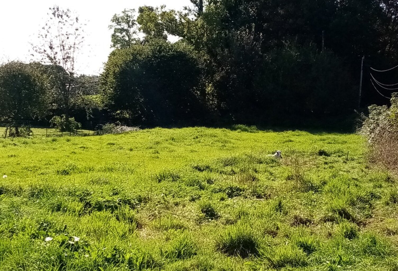 Dpt Seine Maritime (76), à vendre CANY-BARVILLE terrain à bâtir — photo 1