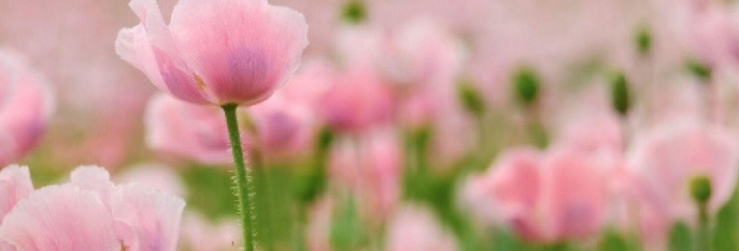 Commerce  80 m² à vendre à Caen (14000)