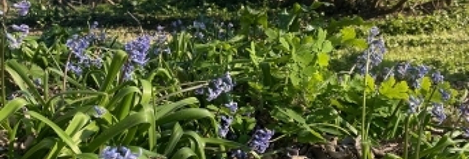 Terrain  430 m² à vendre à Libourne (33500)