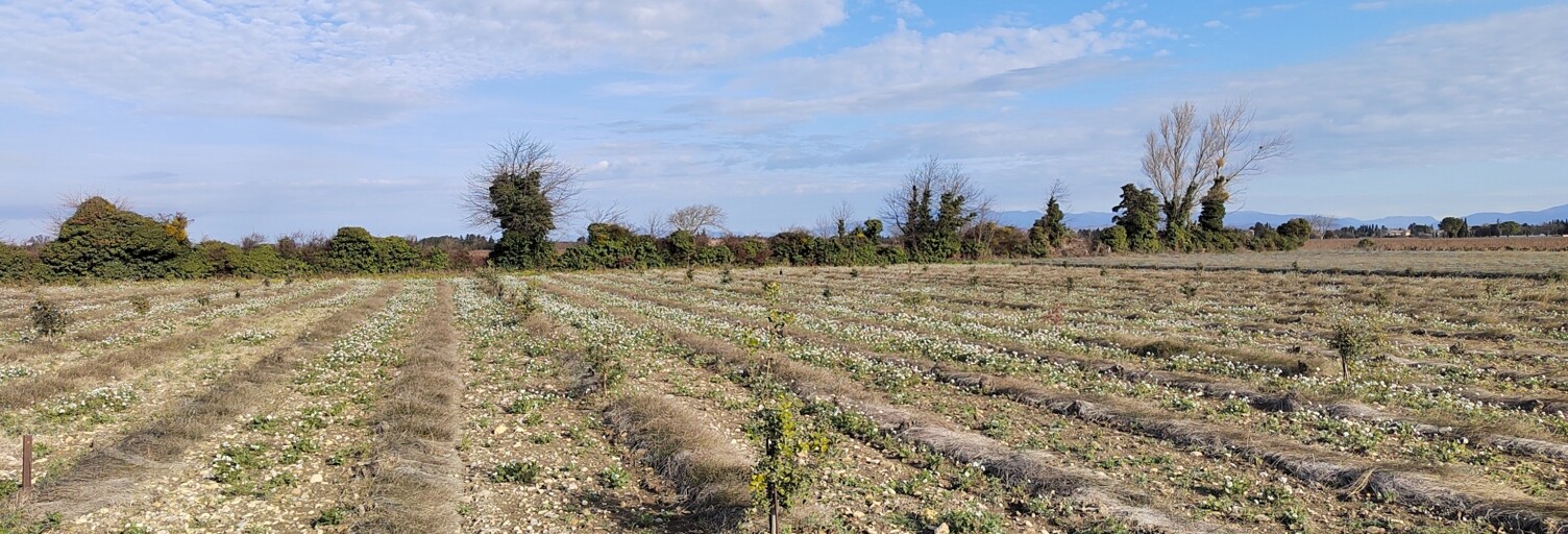 Terrain  4952 m² à vendre à Sainte-Cécile-les-Vignes (84290)