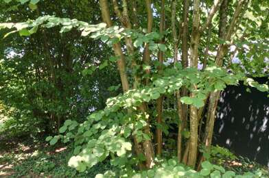 Maison 3 pièces 290000 €