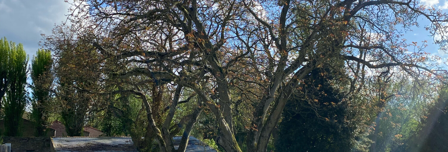 Terrain  847 m² à vendre à Bailleul (59270)