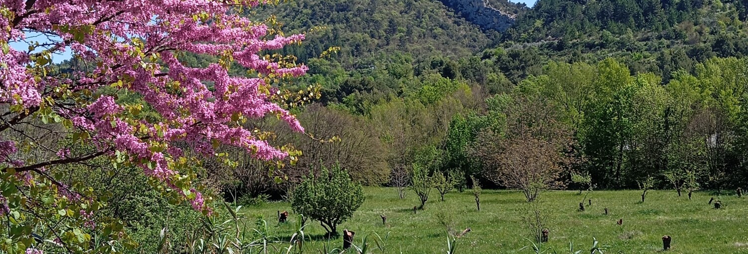 Terrain  11771 m² à vendre à Buis-les-Baronnies (26170)