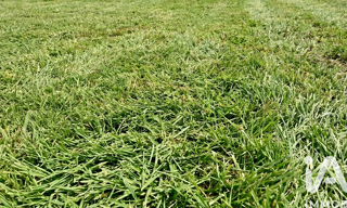 Terrain  1000 m² à vendre à Saint-Rémy (79410)