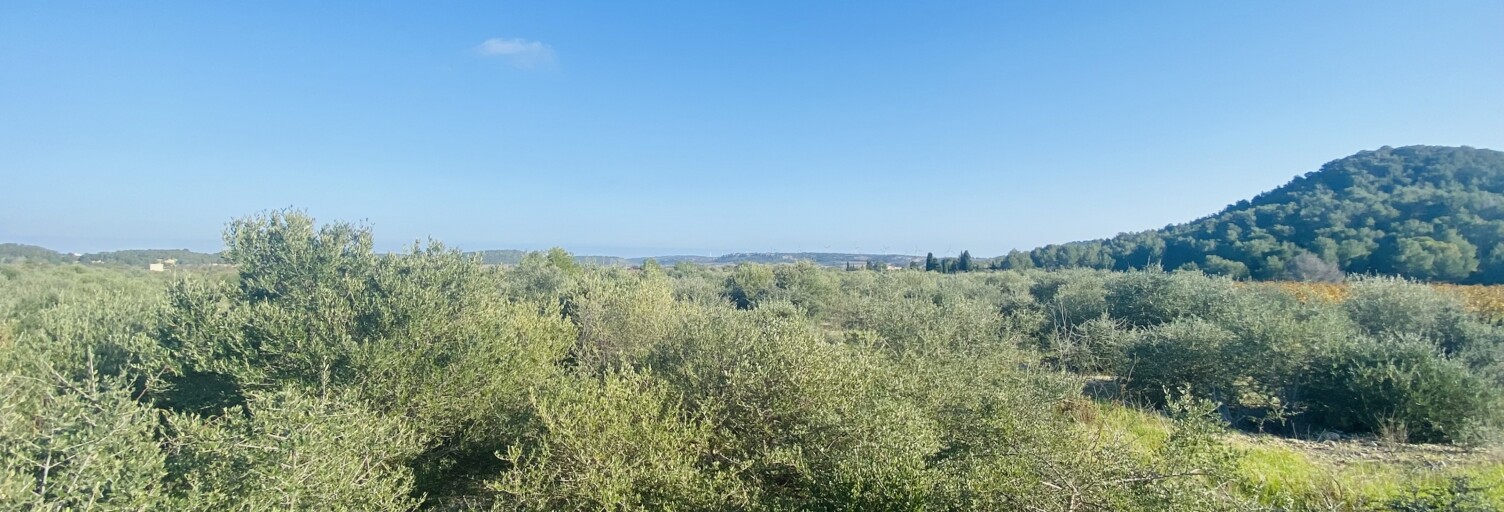 Terrain  4910 m² à vendre à Roquefort-des-Corbières (11540)