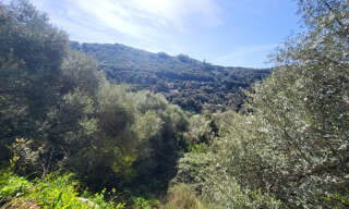 Terrain  15000 m² à vendre à Sartène (20100)