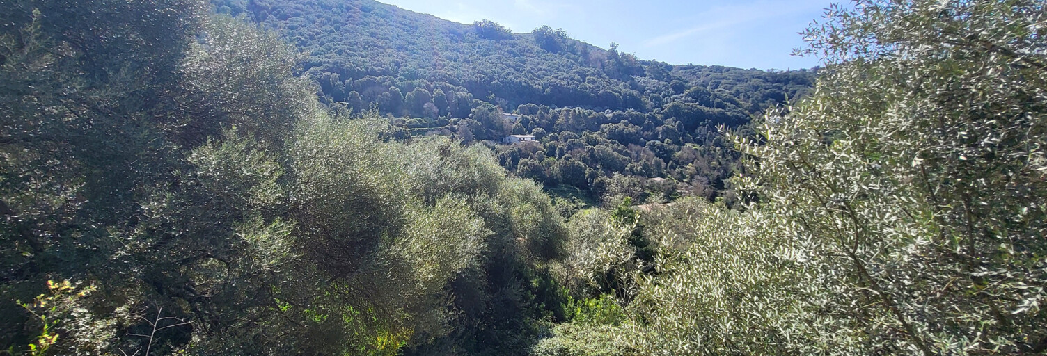 Terrain  15000 m² à vendre à Sartène (20100)