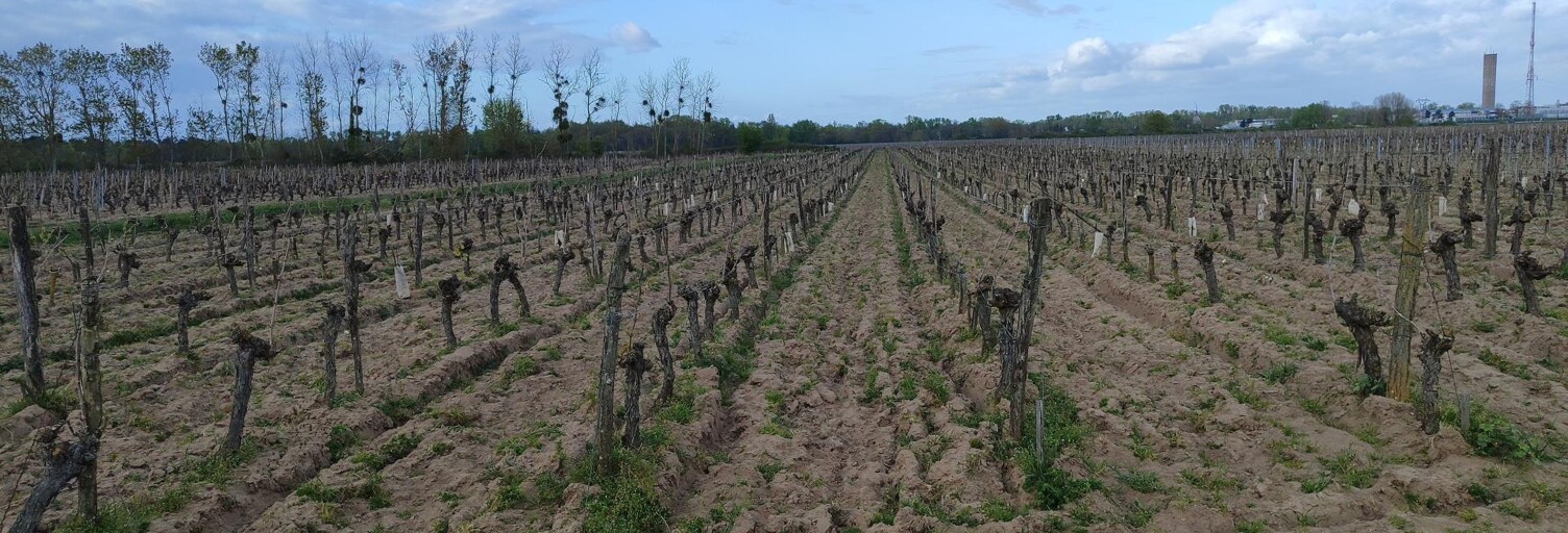 Terrain  65000 m² à vendre à Savigny-en-Véron (37420)