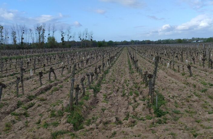 Superbes parcelles avec vignes entretenues et terres agricoles ! — photo 2