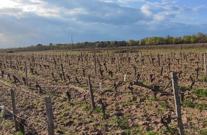 Superbes parcelles avec vignes entretenues et terres agricoles ! — photo 3