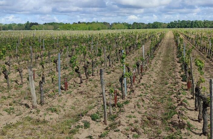 Superbes parcelles avec vignes entretenues et terres agricoles ! — photo 4