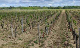 Terrain  32000 m² à vendre à Savigny-en-Véron (37420)