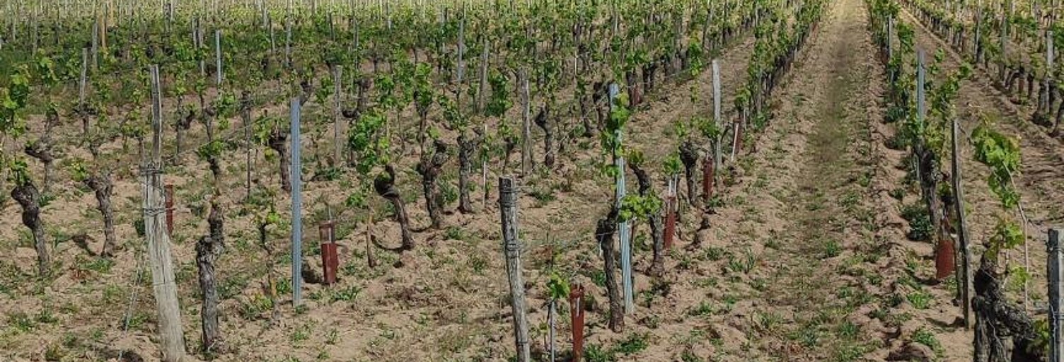 Terrain  32000 m² à vendre à Savigny-en-Véron (37420)