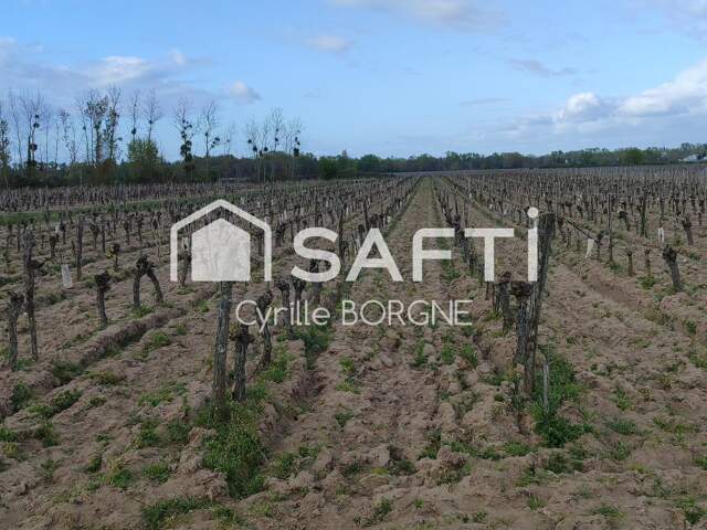 Superbes parcelles avec vignes entretenues et terres agricoles ! — photo du bien