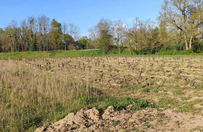 Superbes parcelles avec vignes entretenues et terres agricoles ! — photo 5