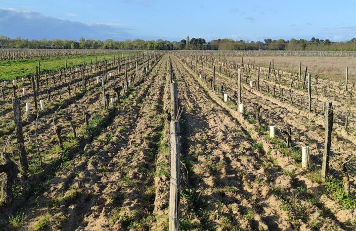 Superbes parcelles avec vignes entretenues et terres agricoles — photo 3