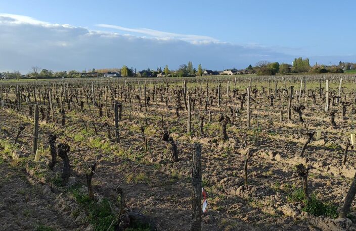 Superbes parcelles avec vignes entretenues et terres agricoles — photo 4