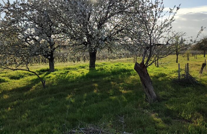 Superbes parcelles avec vignes entretenues et terres agricoles — photo 5