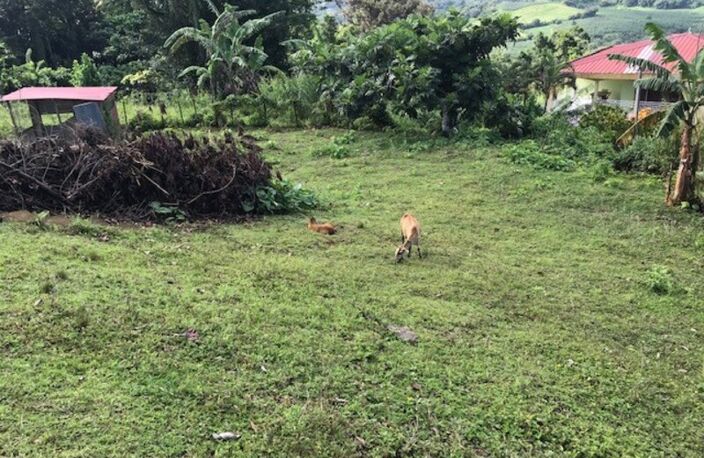 Dpt Martinique (972), à vendre LA TRINITE terrain de 940 m² — photo 2