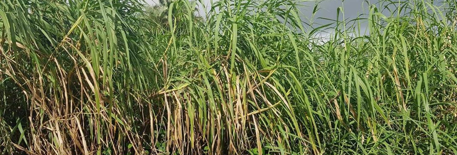 Terrain   m² à vendre à Saint-Benoît (97437)