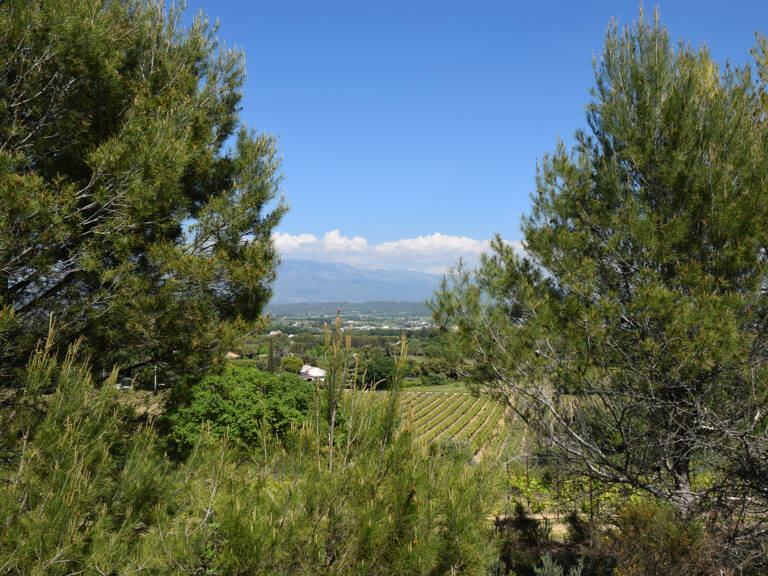 Terrain boisé 2 ha — photo 1