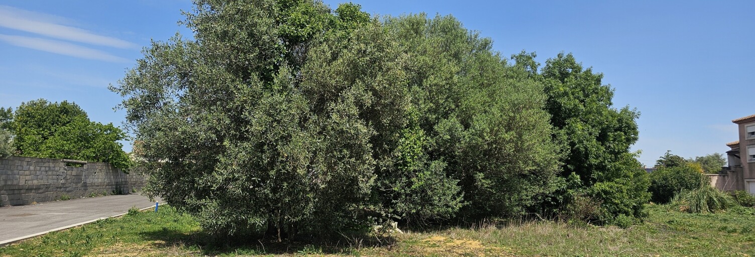 Terrain  1 m² à vendre à Mudaison (34130)