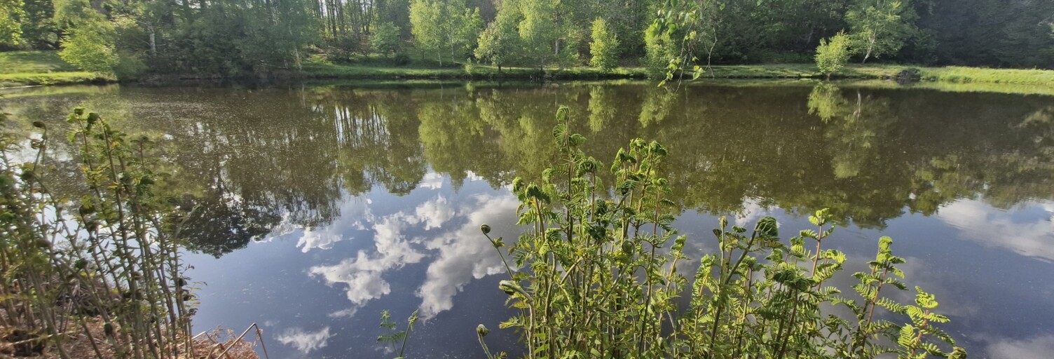 Terrain  22449 m² à vendre à Cognac-la-Forêt (87310)
