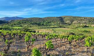 Terrain  2425 m² à vendre à Montpeyroux (34150)
