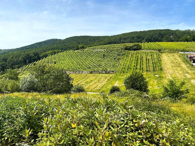 Programme Le Hamo du Wineck à AMMERSCHWIHR — photo 1