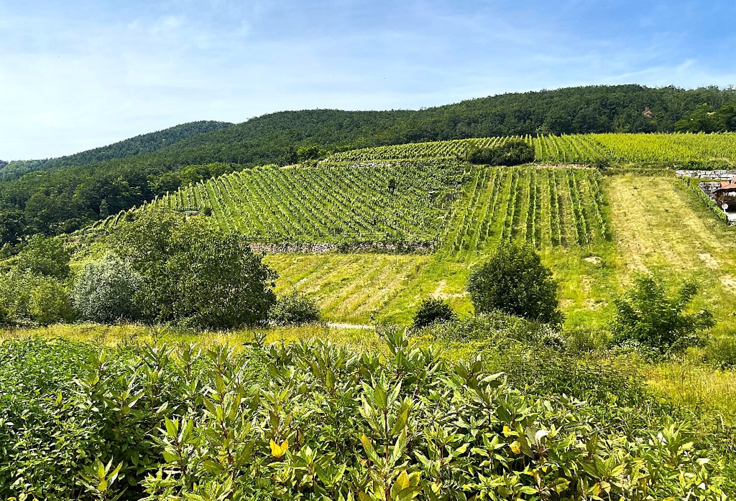 Programme Le Hamo du Wineck à AMMERSCHWIHR — photo 1