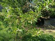 Appartement en copropriété à vendre avec terrain Attenant et non attenant — photo 2