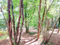 Vente Terrain 7 548 m&sup2; — photo 4