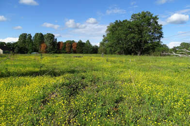 Terrain  20000 €